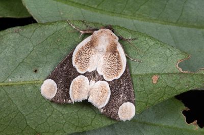 臺灣斑蕊夜蛾 Cymatophoropsis formosana 雄蟲