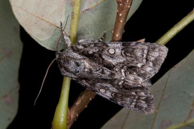 威劍紋夜蛾 Acronicta digna 雄蟲