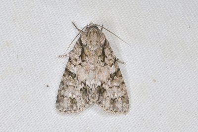 暗劍紋夜蛾 Acronicta pulverosa taitungensis 雌蟲