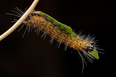 胡頹子劍紋夜蛾 Acronicta pruinosa