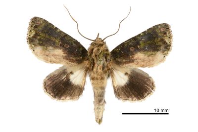 綠蘚基白夜蛾 Aedia lichenea 雄蟲