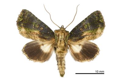 綠蘚基白夜蛾 Aedia lichenea 雄蟲