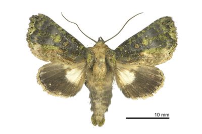 綠蘚基白夜蛾 Aedia lichenea 雄蟲