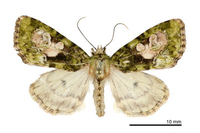 合流夜蛾 Chytonix conjuncta 雌蟲