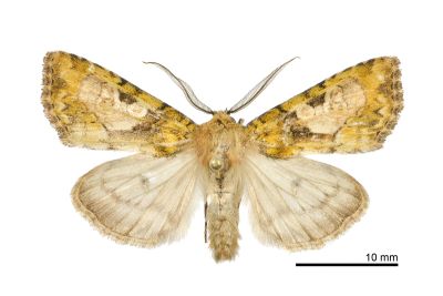 合流夜蛾 Chytonix conjuncta 雄蟲