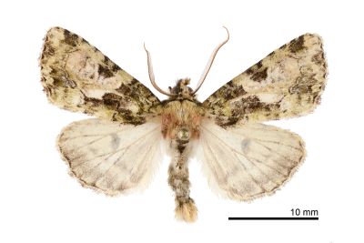 合流夜蛾 Chytonix conjuncta 雄蟲