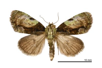基斑流夜蛾 Chytonix costimacula 雄蟲