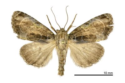 Chytonix umbrifera 雄蟲