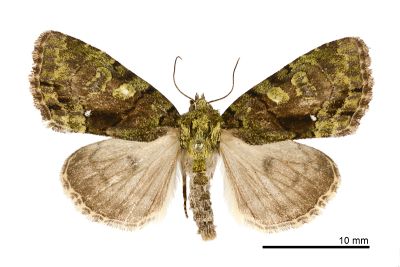黯基斑流夜蛾 Chytonix variegata 雄蟲