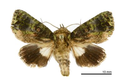 綠蘚基白夜蛾 Aedia lichenea 雌蟲