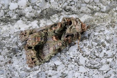 淡蘚基白夜蛾 Aedia perdicipennis 雌蟲
