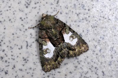 黯基斑流夜蛾 Chytonix variegata 雌蟲