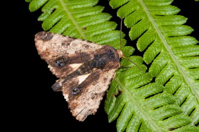 黃基白夜蛾 Aedia flavescens 雌蟲
