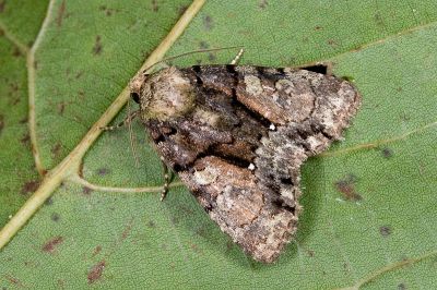黯基斑流夜蛾 Chytonix variegata 雌蟲