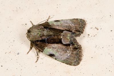 基斑流夜蛾 Chytonix costimacula 雌蟲