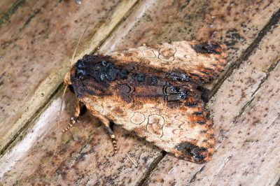 黃基白夜蛾 Aedia flavescens 雌蟲