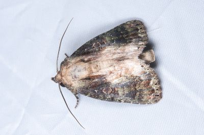 綠蘚基白夜蛾 Aedia lichenea 雄蟲