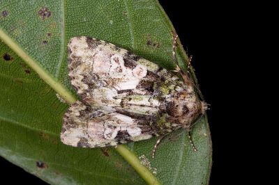 合流夜蛾 Chytonix conjuncta 雌蟲