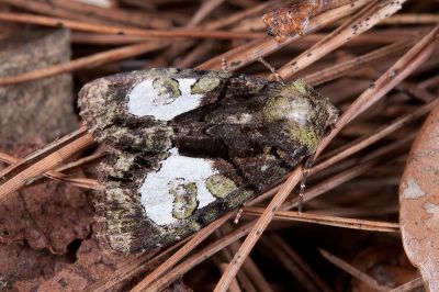 黯基斑流夜蛾 Chytonix variegata 雌蟲