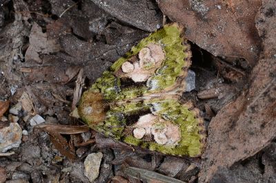 合流夜蛾 Chytonix conjuncta 雌蟲