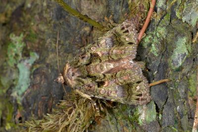 淡蘚基白夜蛾 Aedia perdicipennis 雄蟲