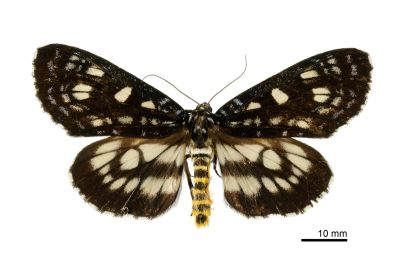 碎斑虎蛾 Cruriopsis funebris cognata 雌蟲
