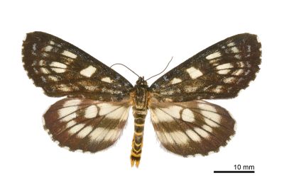 碎斑虎蛾 Cruriopsis funebris cognata 雄蟲