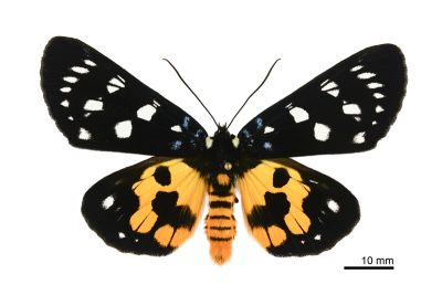 選彩虎蛾 Episteme lectrix sauteri 雌蟲