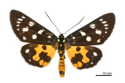 選彩虎蛾 Episteme lectrix sauteri 雄蟲
