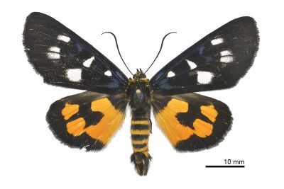 Exsula dentatrix albomaculata 雄蟲