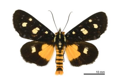四斑虎蛾 Mimeusemia vilemani 雄蟲