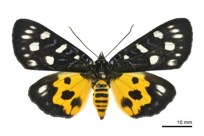 大白斑虎蛾 Chelonomorpha formosana formosana 雌蟲