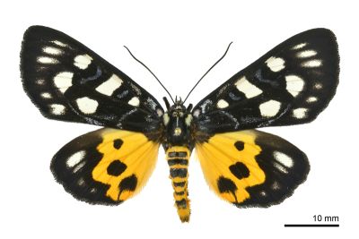 大白斑虎蛾 Chelonomorpha formosana formosana 雄蟲