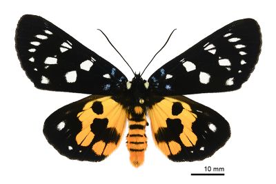 選彩虎蛾 Episteme lectrix sauteri 雌蟲