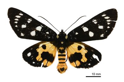 選彩虎蛾 Episteme lectrix sauteri 雄蟲