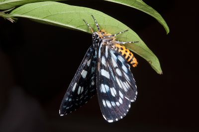 碎斑虎蛾 Cruriopsis funebris cognata 雄蟲