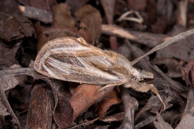 岸田絢虎夜蛾 Alloasteropetes olivacea 雄蟲