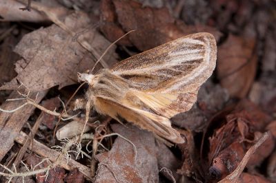 岸田絢虎夜蛾 Alloasteropetes olivacea 雄蟲
