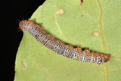 黃斑頂夜蛾 Callyna jugaria