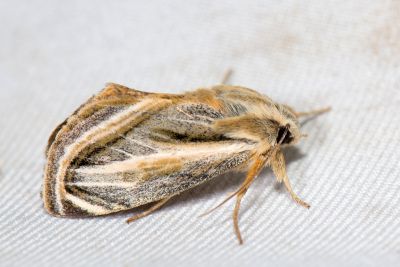 岸田絢虎夜蛾 Alloasteropetes olivacea 雌蟲