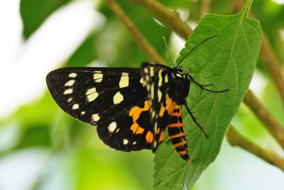 選彩虎蛾 Episteme lectrix sauteri 雌蟲