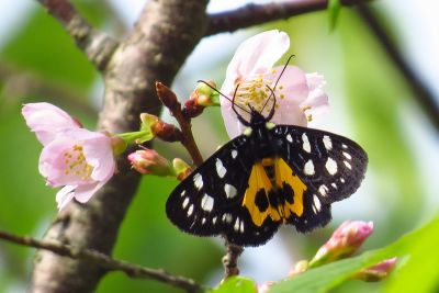 大白斑虎蛾 Chelonomorpha formosana formosana 雌蟲