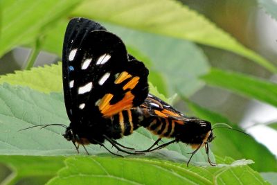 Exsula dentatrix albomaculata 交尾中個體