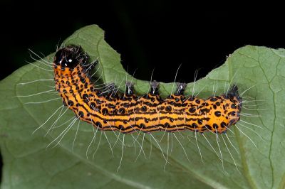 大白斑虎蛾 Chelonomorpha formosana formosana