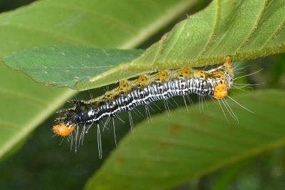 Exsula dentatrix albomaculata
