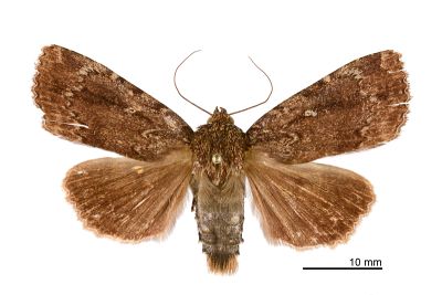 北台雜夜蛾 Amphipyra averna 雄蟲