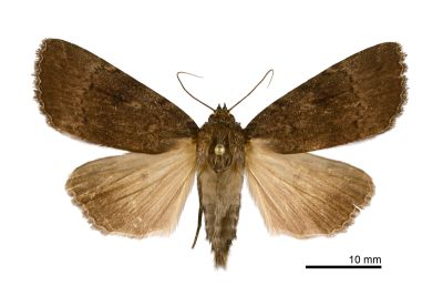 蓬萊雜夜蛾 Amphipyra formosana 雄蟲