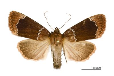 石山雜夜蛾 Amphipyra shyrshana 雄蟲