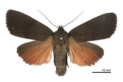 無紋紅裙雜夜蛾 Amphipyra fuscusa 雄蟲