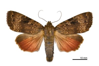 大紅裙雜夜蛾 Amphipyra surnia 雄蟲